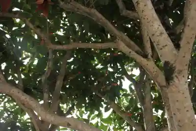 成蓮寺(島根県)