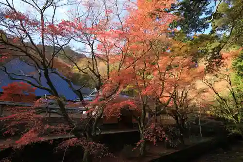 鰐淵寺の自然