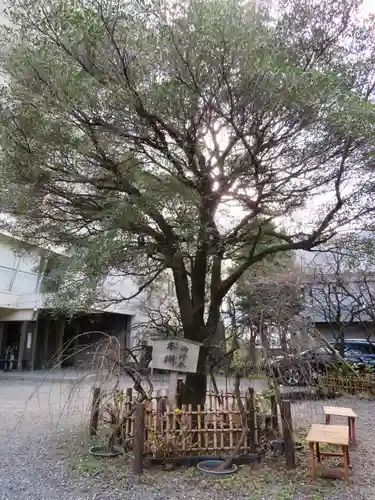 牛天神北野神社の自然