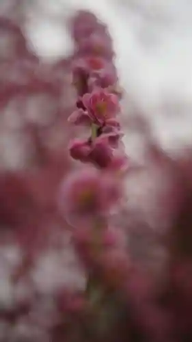 城南宮(京都府)