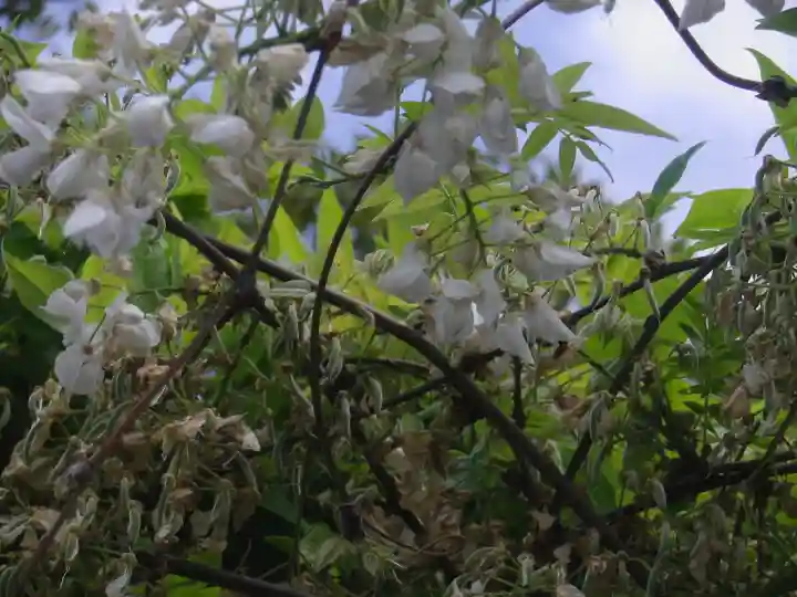 鶴岡八幡宮の自然