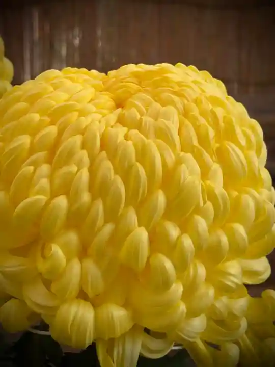 高幡不動尊 金剛寺(東京都)