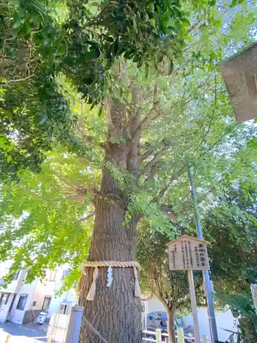 鹿嶋神社の自然
