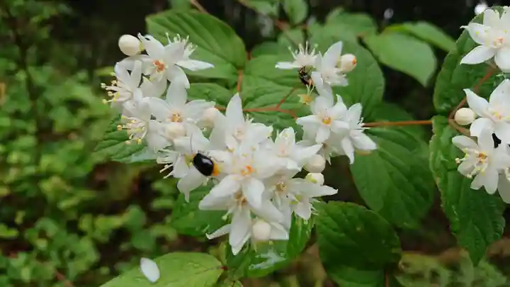 八幡神社の自然