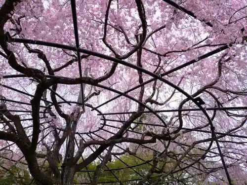 退蔵院(京都府)