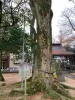 郡家神社の自然