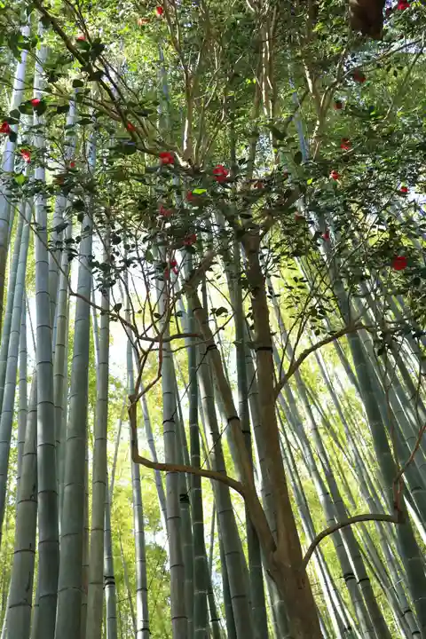 報国寺(神奈川県)