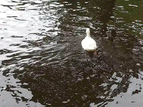 平塚八幡宮の動物