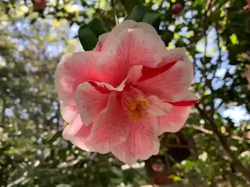 三ケ尻八幡神社の自然