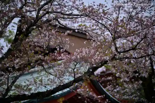 富士山本宮浅間大社の自然
