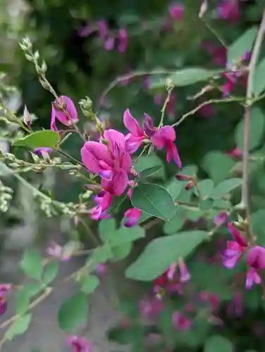 勝念寺（かましきさん）の自然