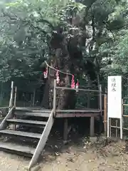 城山八幡宮の自然