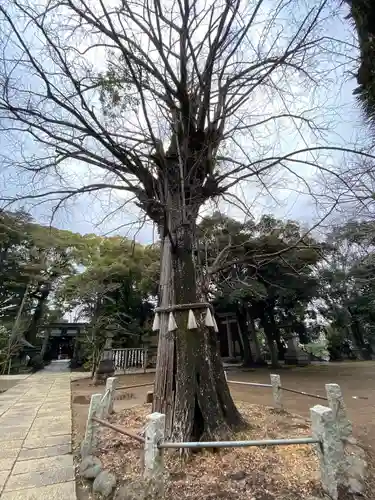 赤坂氷川神社の自然
