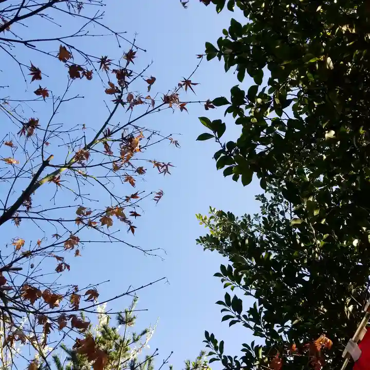 江島杉山神社の自然