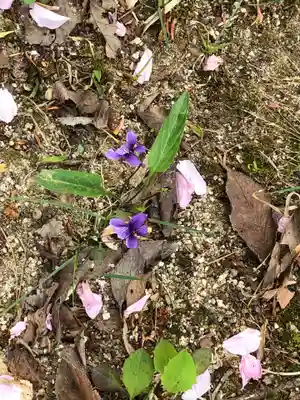 埴生護國八幡宮の自然