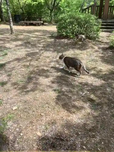 玉野御嶽神社の動物