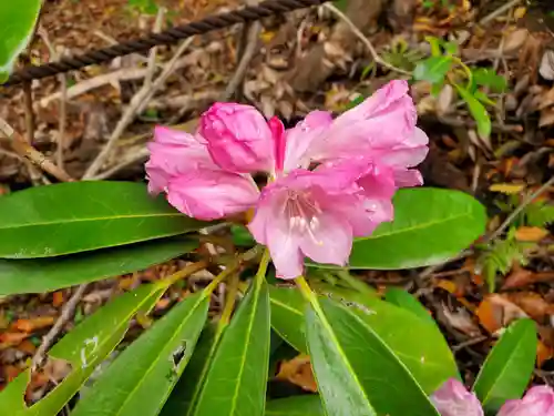 太宰府天満宮の自然