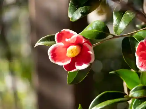 赤坂氷川神社の{uncategorized: "未分類", other: "その他", undefined: "問題あり", building: "その他建物", grave: "お墓", sacred_gate: "鳥居", guardian: "狛犬", statue: "像", buddha: "仏像", history: "歴史", nature: "自然", garden: "庭園", animal: "動物", pagoda: "塔", temizu: "手水舎", mountain_gate: "山門・神門", sanctuary: "本殿・本堂", subordinate: "末社・摂社", art: "芸術", scenery: "景色", jizo: "地蔵", ema: "絵馬", goshuin: "御朱印", omikuji: "おみくじ", items: "授与品その他", amulet: "お守り", goshuincho: "御朱印帳", eats: "食事", festival: "お祭り", votive_dance: "神楽", shichigosan: "七五三参", wedding: "結婚式", experience: "体験その他", initially: "初詣", around: "周辺", anti_infection: "感染症対策"}