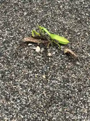 白山神社(福井県)