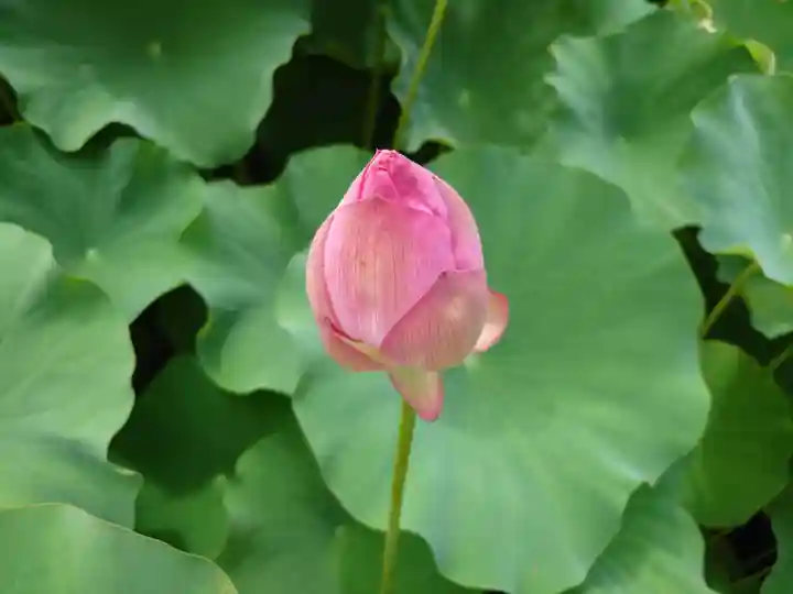 伊賀八幡宮(愛知県)