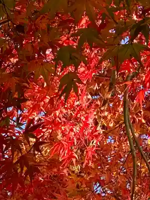 木食寺安祥院の自然