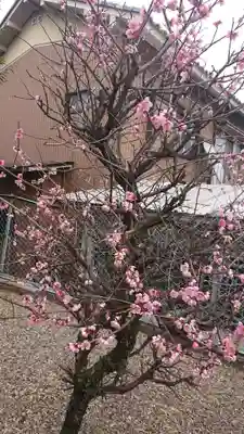 天神社(外町天満宮)の自然