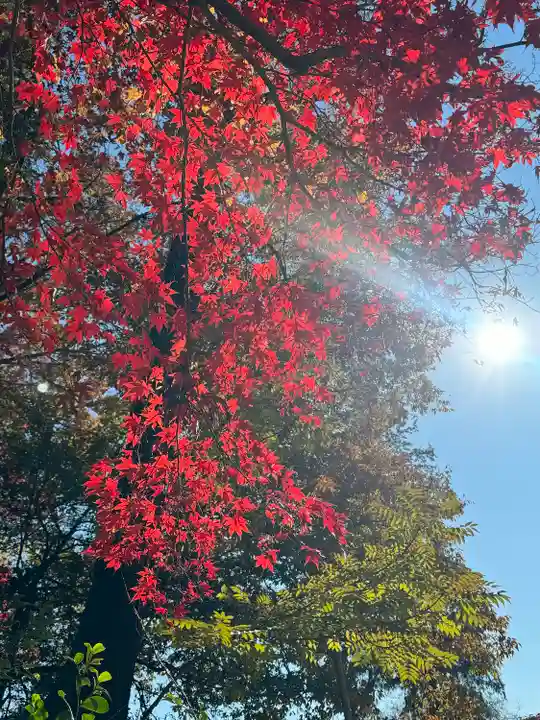 賀茂別雷神社(栃木県)