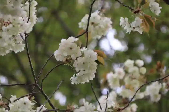 高屋敷稲荷神社の自然