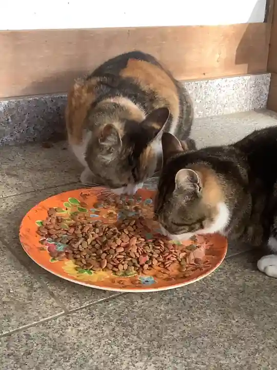 玉野御嶽神社の動物
