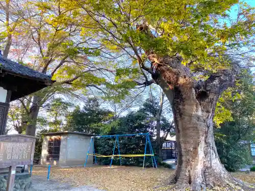 稲荷神社の自然