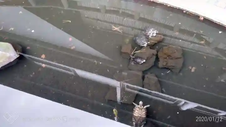 成田山川越別院の手水舎