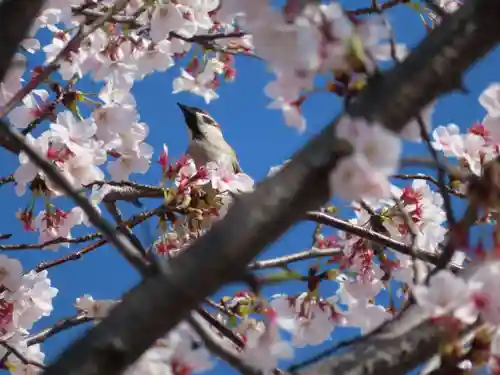 三輪神社の動物