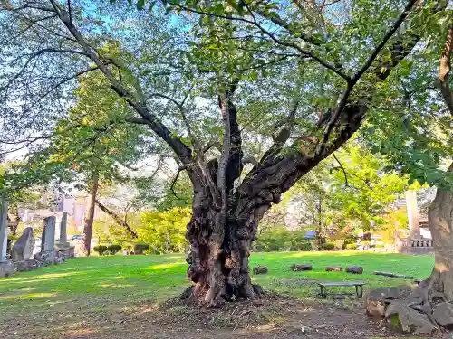 弘前八坂神社(青森県)