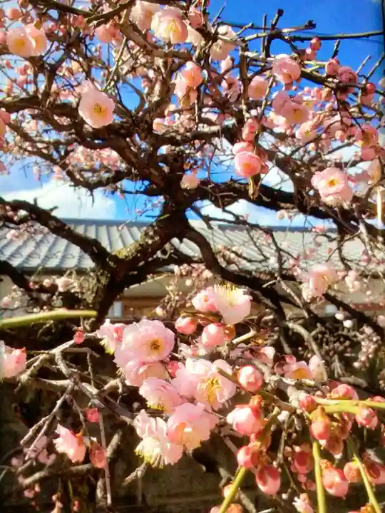 松應寺(東京都)