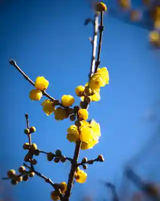 板倉雷電神社(群馬県)
