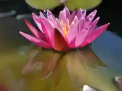 極楽山　浄土寺の自然