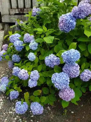 千住神社(東京都)