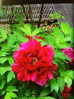 成願寺(東京都)