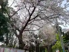 岩槻愛宕神社の自然