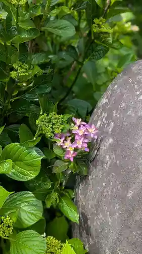 櫻岡大神宮の自然