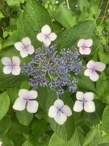清洲山王宮　日吉神社の自然