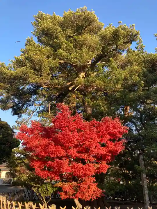 鶴岡八幡宮の自然