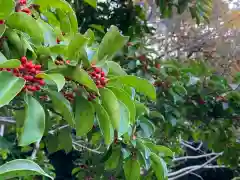 菟越神社の自然