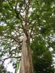 下神明天祖神社の自然