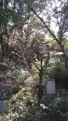 楠妣庵観音寺(大阪府)