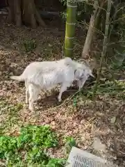 出雲大社相模分祠の動物