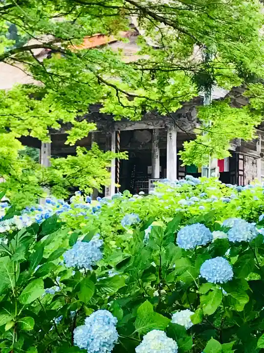 幸徳院笹野寺の自然