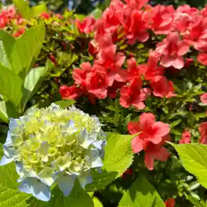 豊景神社(福島県)(2023年06月11日(日) 06時18分06秒投稿)