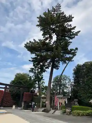 中野沼袋氷川神社の鳥居