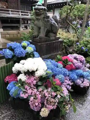 白山神社の狛犬